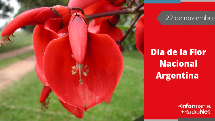 El Informante - 22 de Noviembre: Día de la Flor Nacional Argentina